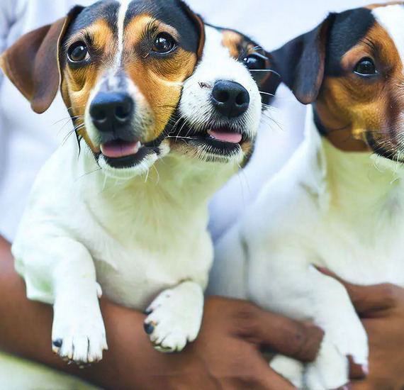 AI-generated two-headed Jack Russel Terrier